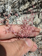 Micromonolepis pusilla