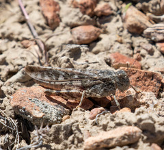 Cratypedes lateritius