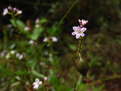 Epidendrum fimbriatum