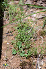 Galium divaricatum