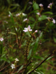 Epidendrum fimbriatum