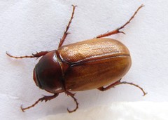 Phyllophaga latifrons