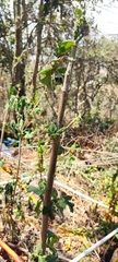 Montanoa grandiflora