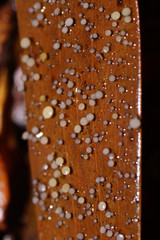 Hymenotorrendiella eucalypti image