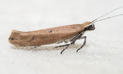 Ypsolopha ochrella