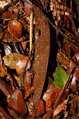 Hymenotorrendiella eucalypti image