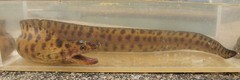 Gymnothorax reevesii