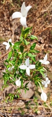 Bouvardia longiflora