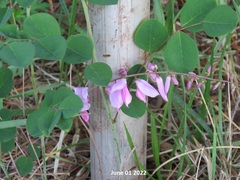 Indigofera kirilowii