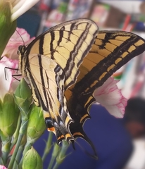 Papilio multicaudata