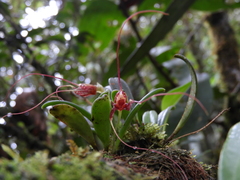 Masdevallia picturata
