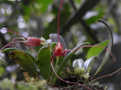 Masdevallia picturata