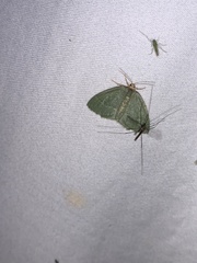 Thalera pistasciaria