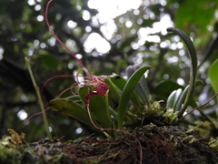 Masdevallia picturata