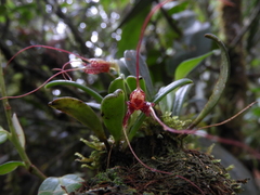 Masdevallia picturata