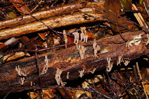 Artomyces austropiperatus image