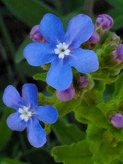 Hackelia velutina