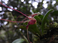 Masdevallia picturata