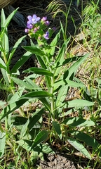 Hackelia velutina