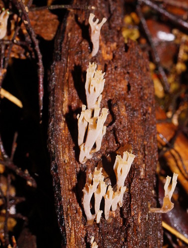 Artomyces austropiperatus image