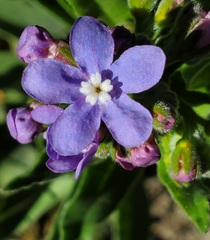 Hackelia velutina