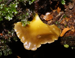Pleurotus purpureo-olivaceus