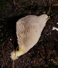 Pleurotus purpureo-olivaceus