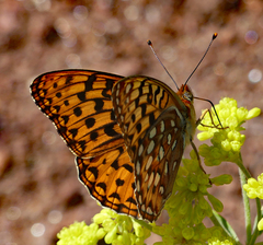 Speyeria coronis halcyone