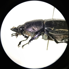 Streptocerus speciosus
