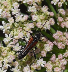 Stenopterus ater