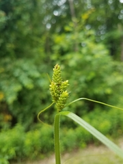 Carex complanata