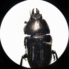 Streptocerus speciosus