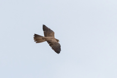 Falco subniger
