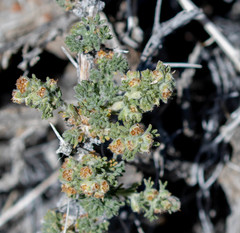Artemisia spinescens