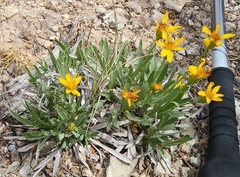 Stenotus armerioides