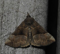 Hypena deceptalis