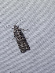 Retinia gemistrigulana