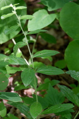 Lithospermum tuberosum