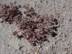 Chorizanthe spinosa