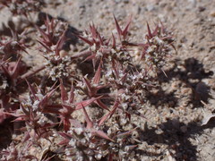Chorizanthe spinosa
