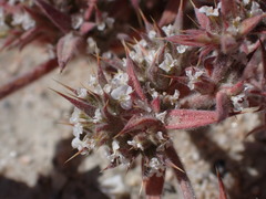 Chorizanthe spinosa