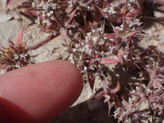 Chorizanthe spinosa