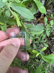 Vaccinium tenellum