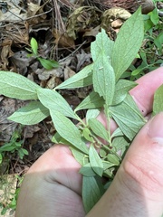 Vaccinium tenellum