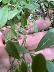 Vaccinium tenellum