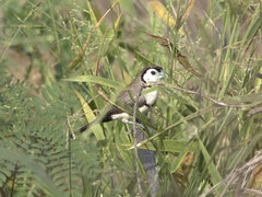 Stizoptera bichenovii
