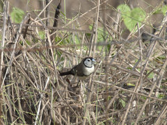Stizoptera bichenovii