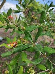Byrsonima bucidaefolia