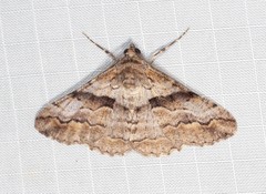 Gastrinodes bitaeniaria