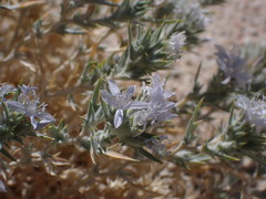Salvia funerea